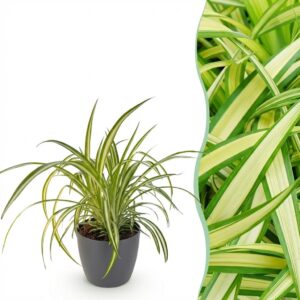 Chlorophytum comosum Variegatum - Bunte Graslilie - Haustierfreundliche Pflanze - Grün - mit Potter Grey