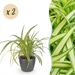 Chlorophytum comosum Variegatum - Bunte Graslilie - Haustierfreundliche Pflanze - Grün - 2 Pflanzen - mit Potter Grau