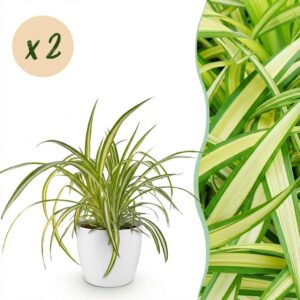Chlorophytum comosum Variegatum - Bunte Graslilie - Haustierfreundliche Pflanze - Grün - 2 Pflanzen - mit Potter White