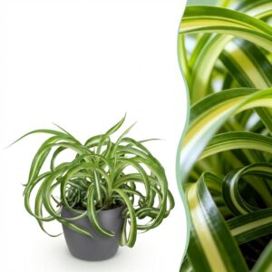 Chlorophytum comosum Bonnie - Krause Graslilie - Haustierfreundliche Pflanze - Grün - mit Potter Grey