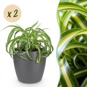 Chlorophytum comosum Bonnie - Krause Graslilie - Haustierfreundliche Pflanze - Grün - 2 Pflanzen - mit Potter Grey