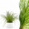 Cyperus alternifolius Zumula - Katzengras - Haustierfreundliche Pflanze - Grün - mit Potter White