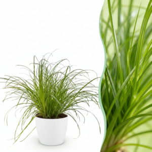 Cyperus alternifolius Zumula - Katzengras - Haustierfreundliche Pflanze - Grün - mit Potter White