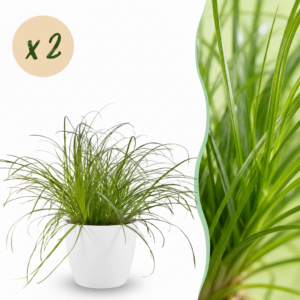 Cyperus alternifolius Zumula - Katzengras - Haustierfreundliche Pflanze - Grün - 2 Pflanzen - mit Potter White