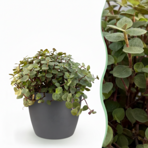 Calissia repens - Katzengras - Haustierfreundlich - Grün - mit Potter Grey