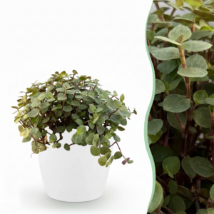Calissia repens - Katzengras - Haustierfreundlich - Grün - mit Potter White