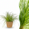 Cyperus alternifolius Zumula - Katzengras - Haustierfreundliche Pflanze - Grün - mit Korb