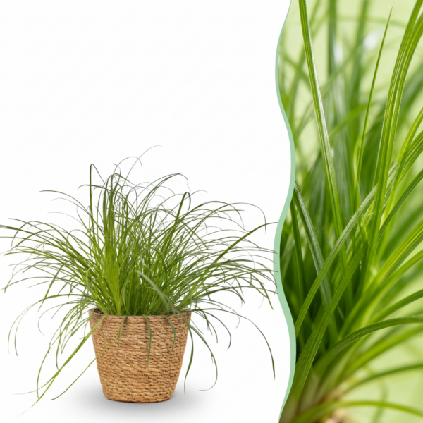 Cyperus alternifolius Zumula - Katzengras - Haustierfreundliche Pflanze - Grün - mit Korb