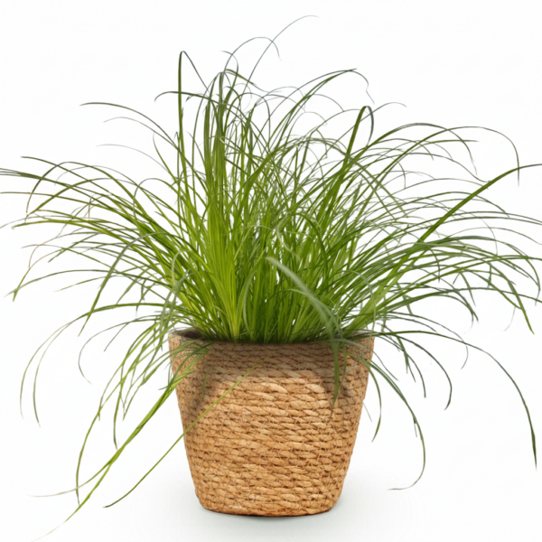 Cyperus alternifolius Zumula - Katzengras - Haustierfreundliche Pflanze - Grün - mit Korb