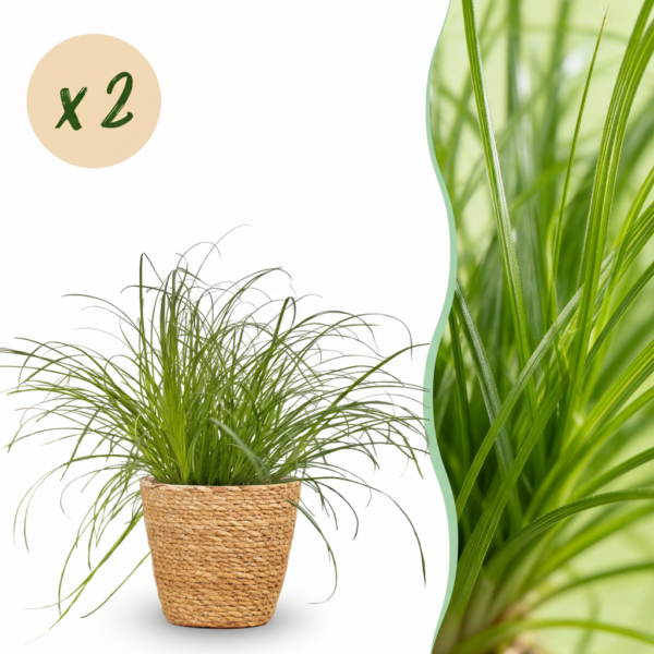 Cyperus alternifolius Zumula - Katzengras - Haustierfreundliche Pflanze - Grün - 2 Pflanzen - mit Korb