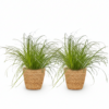 Cyperus alternifolius Zumula - Katzengras - Haustierfreundliche Pflanze - Grün - 2 Pflanzen - mit Korb