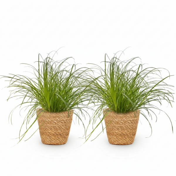 Cyperus alternifolius Zumula - Katzengras - Haustierfreundliche Pflanze - Grün - 2 Pflanzen - mit Korb