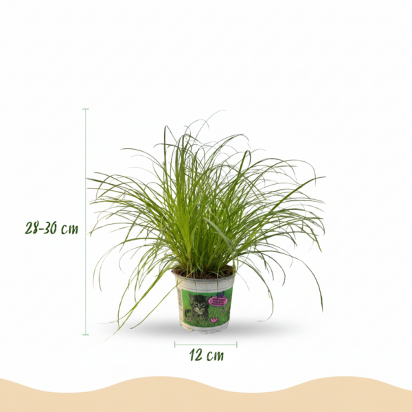 Cyperus alternifolius Zumula - Katzengras - Haustierfreundliche Pflanze - Grün - 2 Pflanzen - mit Korb