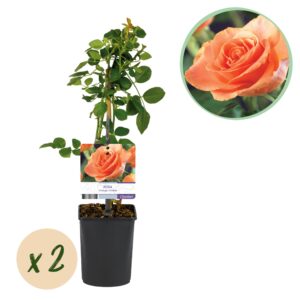 26ac9f66653b4eddae6fcbaeea1022532be74efc62d740839708773373be7c61.jpg Kletterrose - Rosa Orange Climber - Blüte Orange - Wenig Pflege - 2 Pflanzen