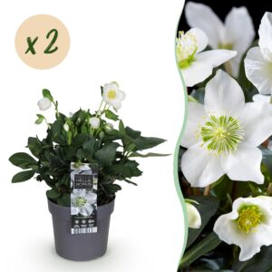 ea4ab1b16d0c4be8819aa85d98d063ddd6e1e697f434404eaecea6cee9422925.jpg Christrose - Helleborus Christmas Carol - Weiße Blume -2 Pflanzen - Immergrün