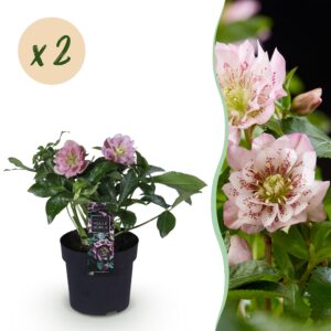 62d635e116474d488f819cdc57cbf24192d70ffd928a474797be1b4d646071f2.jpg Helleborus orientalis Double Ellen Pink - Rosa Blüte -2 Pflanzen - Immergrün