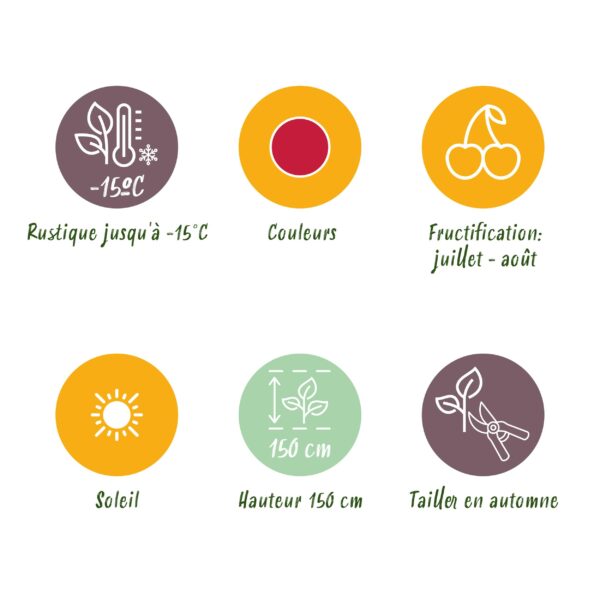 6f29504846284c23939b3ec3b79400ad087b23d5c60b47d1802df607ee43d566.jpg Himbeere - Rubus idaeus Heritage - Winterhart - 3 Pflanzen