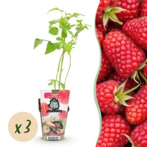 e43f32c9d1d44a84bfdead2b6a2de7044a2a2427a62b44edae7930dc8fc4e8f1.jpg Himbeere - Rubus idaeus Heritage - Winterhart - 3 Pflanzen