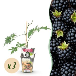 021defdf571d463b9e0aaf0dfd15448608e4bb8246134df4b4252d995ea1150c.jpg Immergrüne Brombeere - Rubus Thornless Evergreen - Hardy - 3 Pflanzen