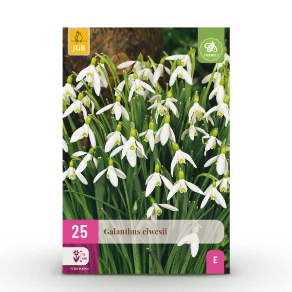 Blumenzwiebeln - Galanthus Elwesii - Weiß - 25 Pflanzen - Zwiebelgröße 5/6