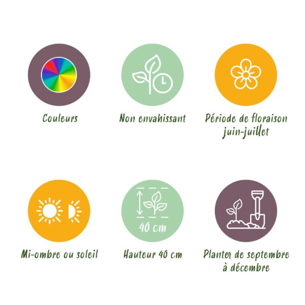 Blumenzwiebeln - Ranunkel Mix - Verschiedene Farben - 40 Pflanzen - Zwiebelgröße 5/6