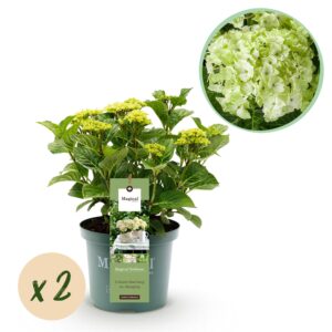 208a9357f0d146129fbfff4fb48f76845b46cea44acd4a3b98a834473d5e42cf.jpg Hortensie - Hortensie Magical Nobless - Weiß - 6-10 Blüten - 2 Pflanzen - Terrassenpflanze