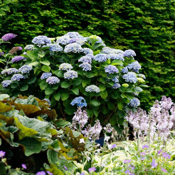 Balkonpflanze - Hortensie - Hydrangea Magical Revolution Blue - Blau - 6-10 Blumen - 2 Pflanzen