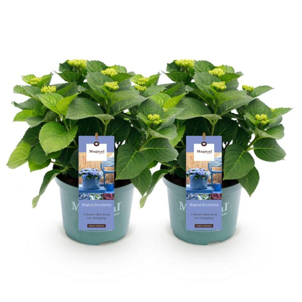 Balkonpflanze - Hortensie - Hydrangea Magical Revolution Blue - Blau - 6-10 Blumen - 2 Pflanzen