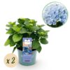 Balkonpflanze - Hortensie - Hydrangea Magical Revolution Blue - Blau - 6-10 Blumen - 2 Pflanzen