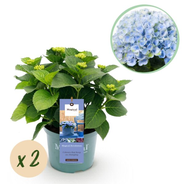 Balkonpflanze - Hortensie - Hydrangea Magical Revolution Blue - Blau - 6-10 Blumen - 2 Pflanzen