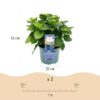 Balkonpflanze - Hortensie - Hydrangea Magical Revolution Blue - Blau - 6-10 Blumen - 2 Pflanzen
