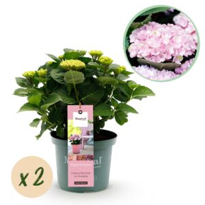 fd9a37242da7472b8c3591a7d470a209556c4aef3357464dbfe3d492517aac90.jpg Hortensie - Hydrangea Magical Revolution Pink - Pink - 6-10 Blüten - 2 Pflanzen - Terrassenpflanze