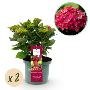 60ecd6fcfdbd4c35b156561b3904791cf13bb29c7fd843e0bc7cfca71eee2fec.jpg Hortensie - Hortensie Magical Teusday & Saphire - Rot - 6-10 Blüten - 2 Pflanzen - Terrassenpflanze
