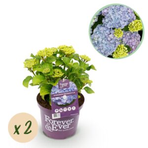 bf390a6d00204aefa100c2697bfc7725efed1322d1c642ca9e0de210230fd073.jpg Hortensie - Hydrangea Forever & Ever - Blau - 7-12 Blüten - 2 Pflanzen - Terrassenpflanze