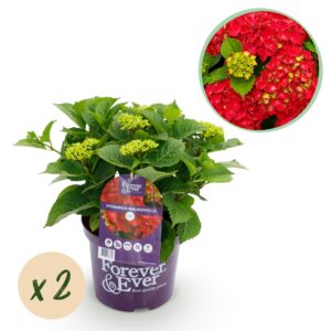 7b75bc9cd32f47e4a2173740f3670c6c23b83d28eae24ae1b19734bf637385a4.jpg Hortensie - Hydrangea Forever & Ever - Rot - 7-12 Blüten - 2 Pflanzen - Terrassenpflanze