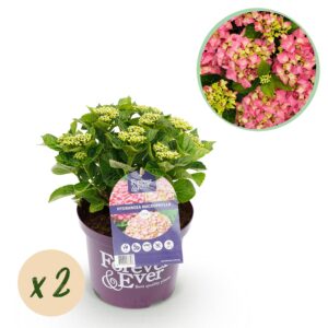 89339c44dc734f888521a4e058cf1b88c6aaf8e0179d4bba876e07db35a96ecf.jpg Hortensie - Hydrangea Forever & Ever - Rosa - 7-12 Blüten - 2 Pflanzen - Terrassenpflanze