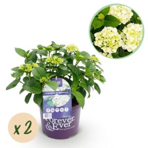 152cf7cc15454f07bc7b6237944d713b1f84c66b9ede4a6fbc7b80221bbdbb7f.jpg Hortensie - Hydrangea Forever & Ever - Weiß - 7-12 Blüten - 2 Pflanzen - Terrassenpflanze