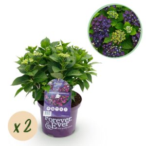 089dd00fe33d454d9231b31f31fcbe90ce7ff9be4a9f4898b2fd24234f3a3e87.jpg Hortensie - Hydrangea Forever & Ever - Lila - 7-12 Blüten - 2 Pflanzen - Terrassenpflanze