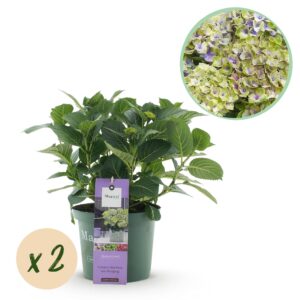 9a7d6e38f7a54b7c84131e7b63b2e5181602e199c5434f7d90bbb6801ea5baee.jpg Hortensie - Hortensie Magisches Juwel Blau - Blau - 6-10 Blüten - 2 Pflanzen - Terrassenpflanze