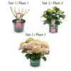 Hortensie - Hortensie Magical Jewel Pink - Rosa - 6-10 Blüten - 2 Pflanzen - Terrassenpflanze