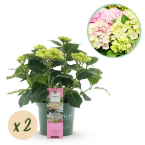 a144ccded54b43b48e116529c7c5eceab889210955624840a214dfba4dcb9160.jpg Hortensie - Hortensie Magical Jewel Pink - Rosa - 6-10 Blüten - 2 Pflanzen - Terrassenpflanze