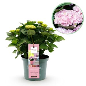 2bd2183604af404e8db75c8e2bae189fa6fcb6c3537746aeba27cd8b7b14c6d9.jpg Hortensie - Hortensie Magical Revolution Pink - Rosa - 6-10 Blüten - Terrassenpflanze