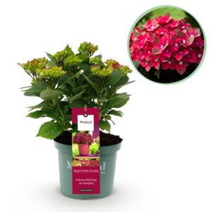 2de2e96919ad4699a6a6c0ed829e25af9667d188cbba47d6a6f1c80c7f243e48.jpg Hortensie - Hortensie Magical Teusday & Saphire - Rot - 6-10 Blüten - Terrassenpflanze
