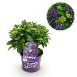 01830115bb3641e68e875375a07fedc78de62ce351724f3c9f6000ea198c978e.jpg Hortensie - Hydrangea Forever & Ever - Lila - 7-12 Blüten - Terrassenpflanze