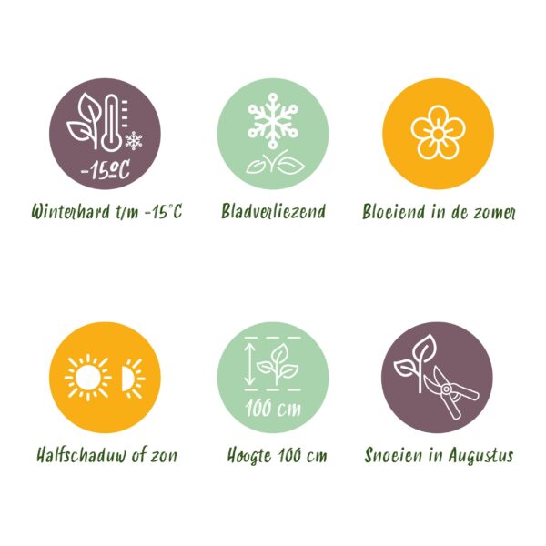 Hortensie - Hydrangea Forever & Ever - Lila - 7-12 Blüten - Terrassenpflanze