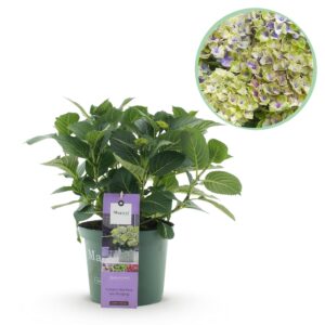 6312e2ac7c6d4f239331a2808b6ad9d39610011a84dd41a69cc6e0a3bc689858.jpg Hortensie - Hortensie Magisches Juwel Blau - Blau - 6-10 Blüten - Terrassenpflanze