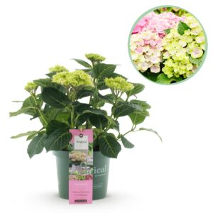 68183e67216c487790459605b8f1b7535d40ce8f29e34ff29dd7d6371f5b70ec.jpg Hortensie - Hortensie Magical Jewel Pink - Rosa - 6-10 Blüten - Terrassenpflanze