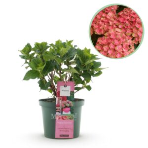367ea31b3d5746a6994f47499dbf067fec36fe54d5d64c3b887db8f7e0e5fd3b.jpg Hortensie - Hortensie Magical Green Fire - Rosa Grün - 6-10 Blüten - Terrassenpflanze