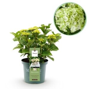 a98edbcb8f554241b6b5a3b74e8caa401ee81cb1bf6e4bd5bda0bd57f242e3ab.jpg Hortensie - Hortensie Magical Nobless - Weiß - 6-10 Blüten - Terrassenpflanze
