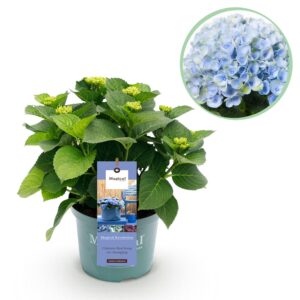53da15a9147c48bfad6025c93861b977fc15b974ef084e8e81af2aa84c551815.jpg Hortensie - Hortensie Magical Revolution Blue - Blau - 6-10 Blüten - Terrassenpflanze